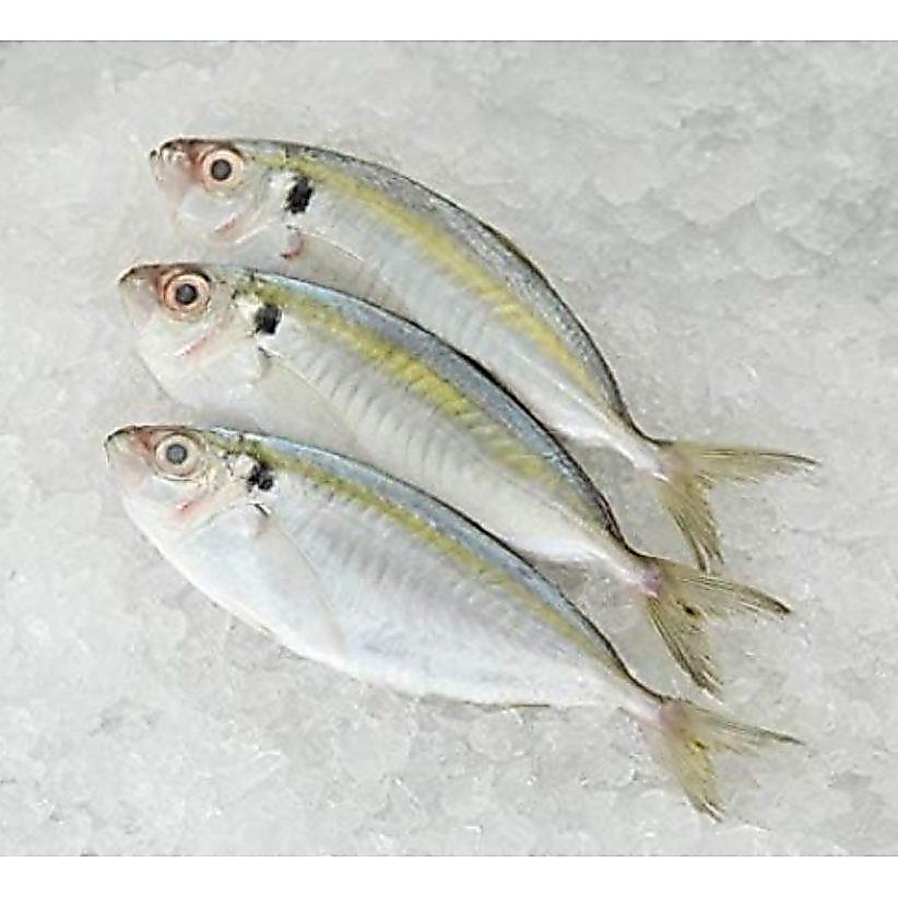 Kunning Fish 1kg /  Ikan Kuning 军令鱼 [Jokia]
