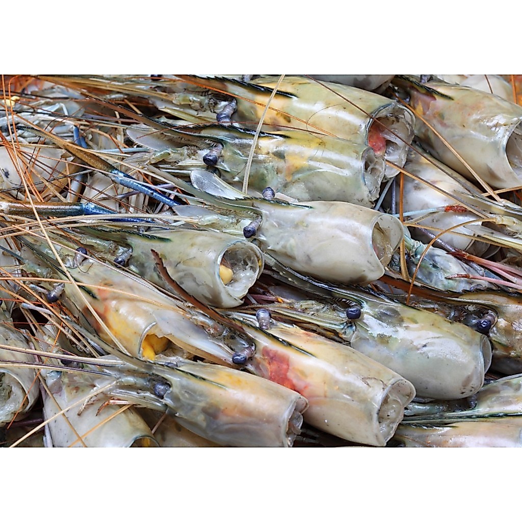 Prawn Head 虾头 [Jokia]