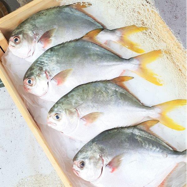 [Song Fish] Frozen Golden Pomfret Bundle