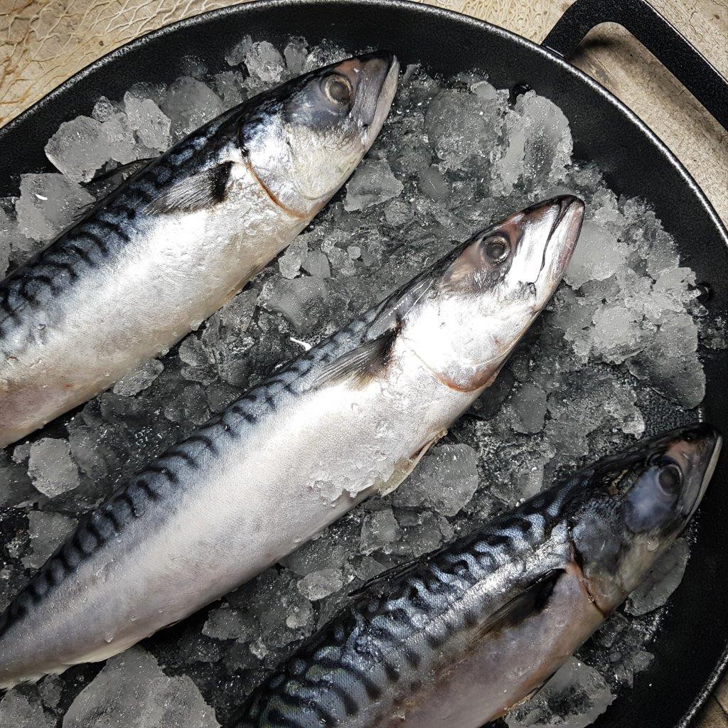 [Song Fish] Saba, Whole Frozen, Wild-caught
