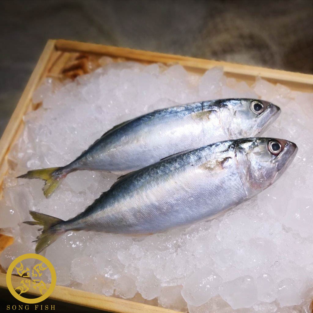 [Song Fish] Kembong