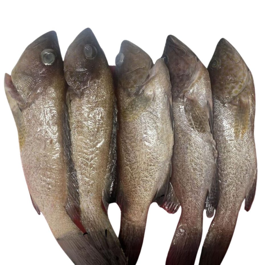 Fresh Flower Grouper - Image 1