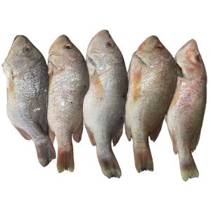 Fresh Red Snapper