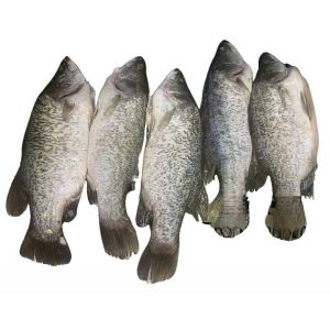 Fresh Seabass